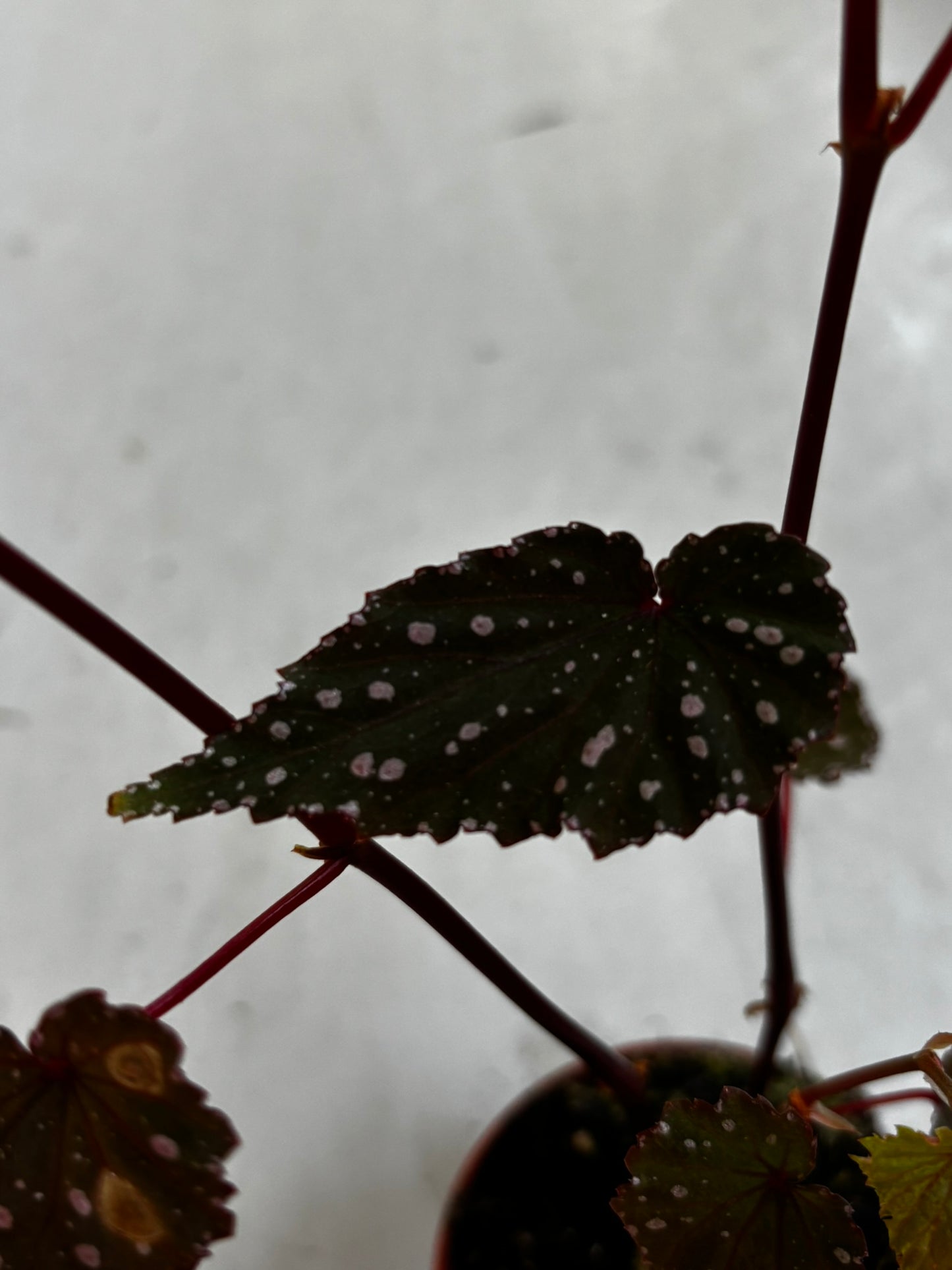Begonia Sumatra Spotted