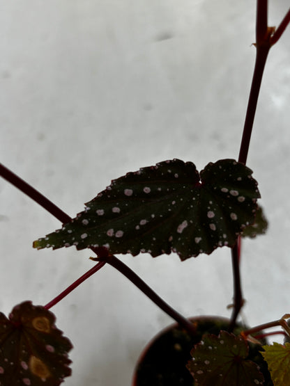 Begonia Sumatra Spotted