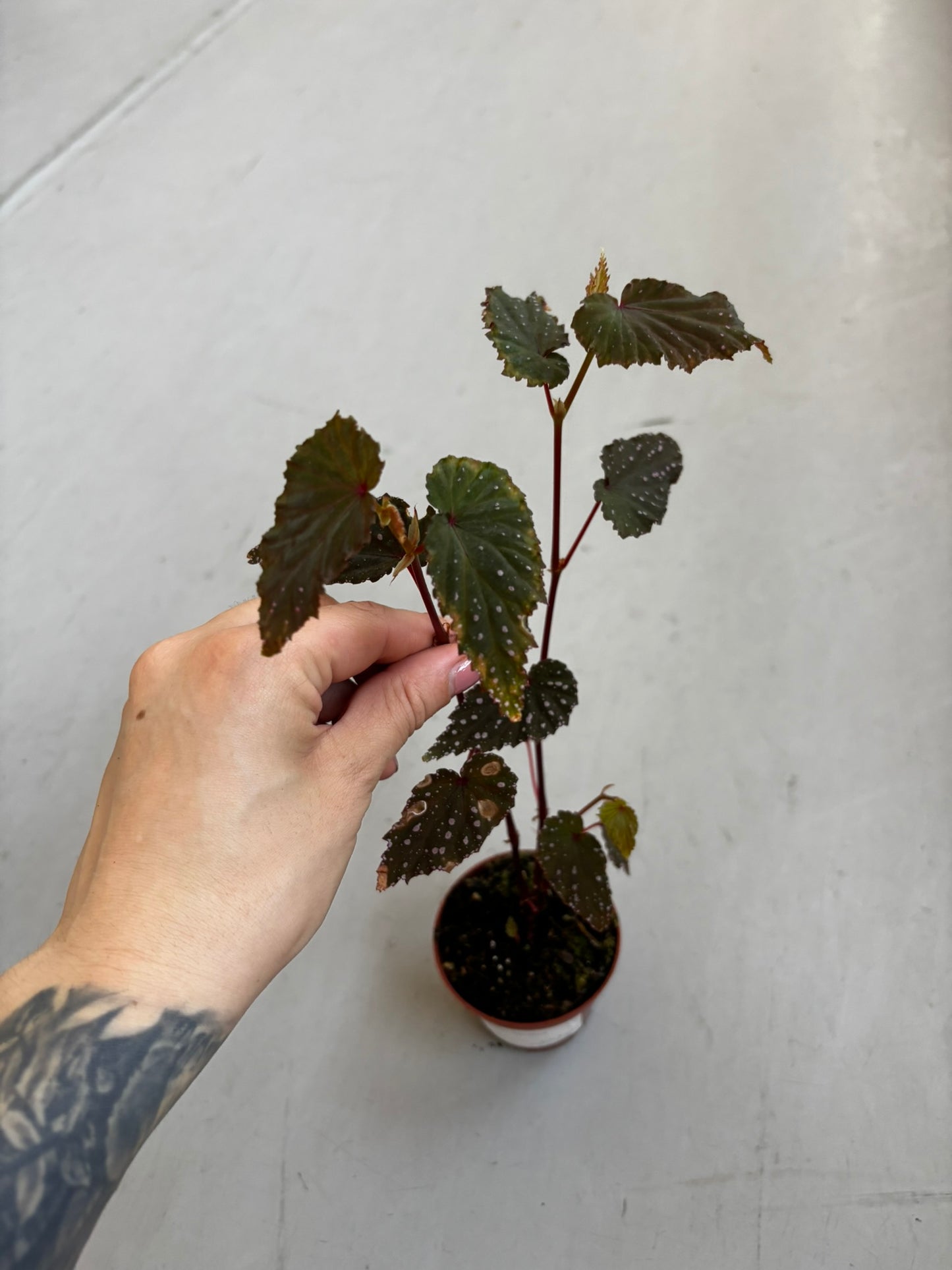 Begonia Sumatra Spotted