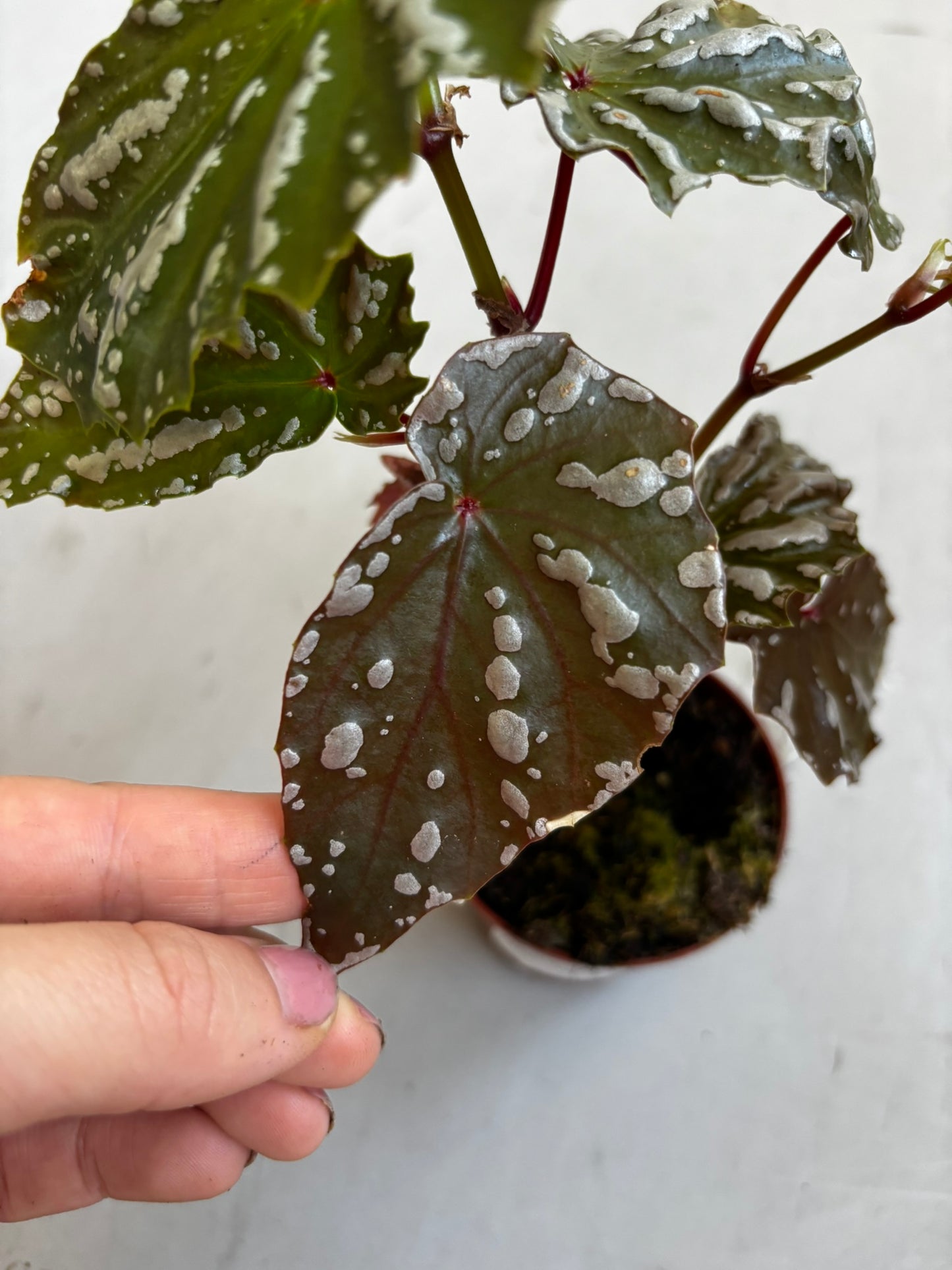 Begonia sp Sumatra