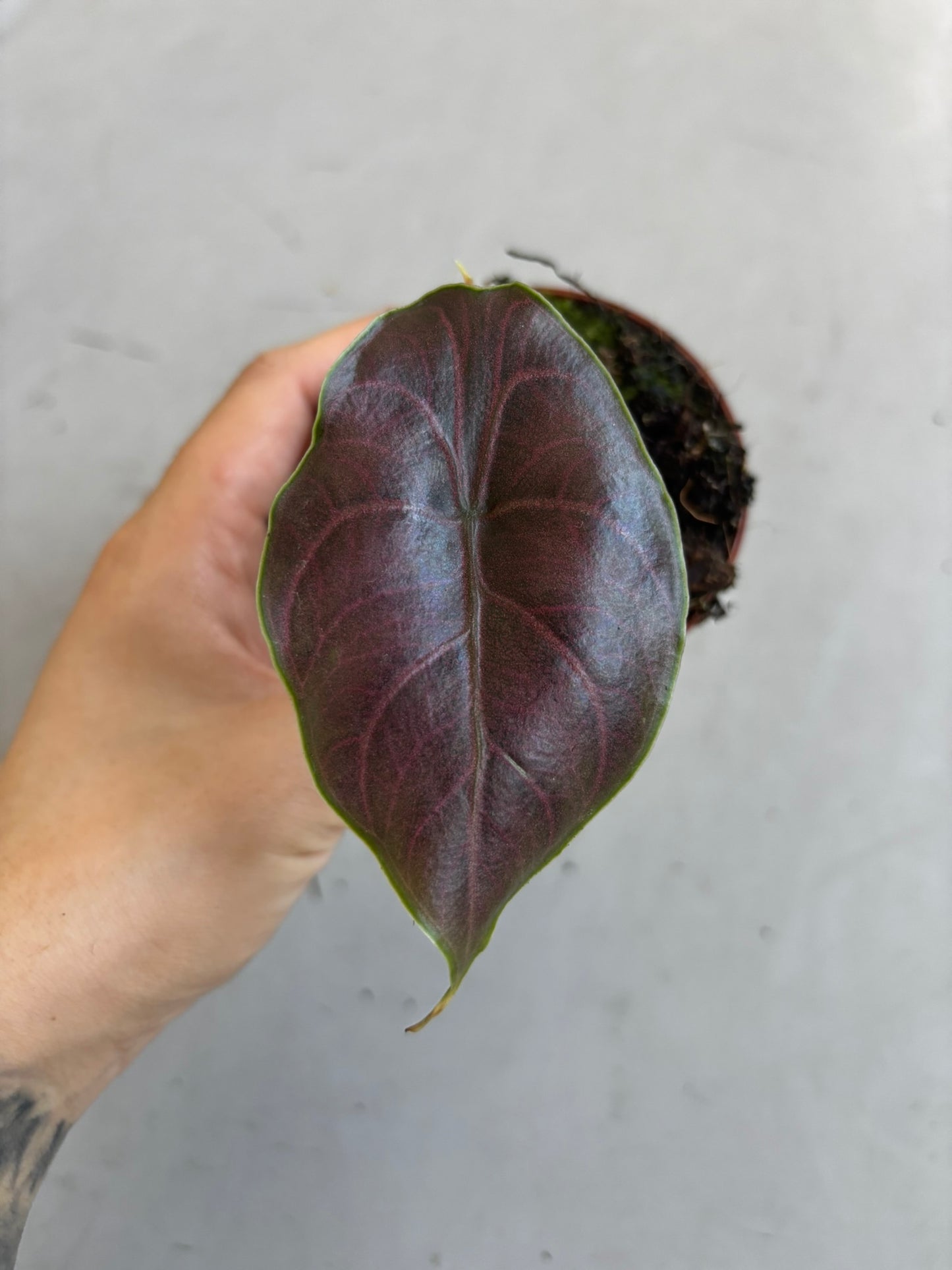 Alocasia Azlanii