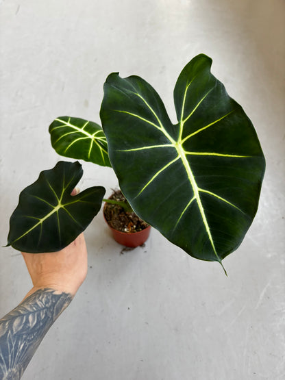 Alocasia Dorayaki