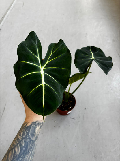 Alocasia Dorayaki