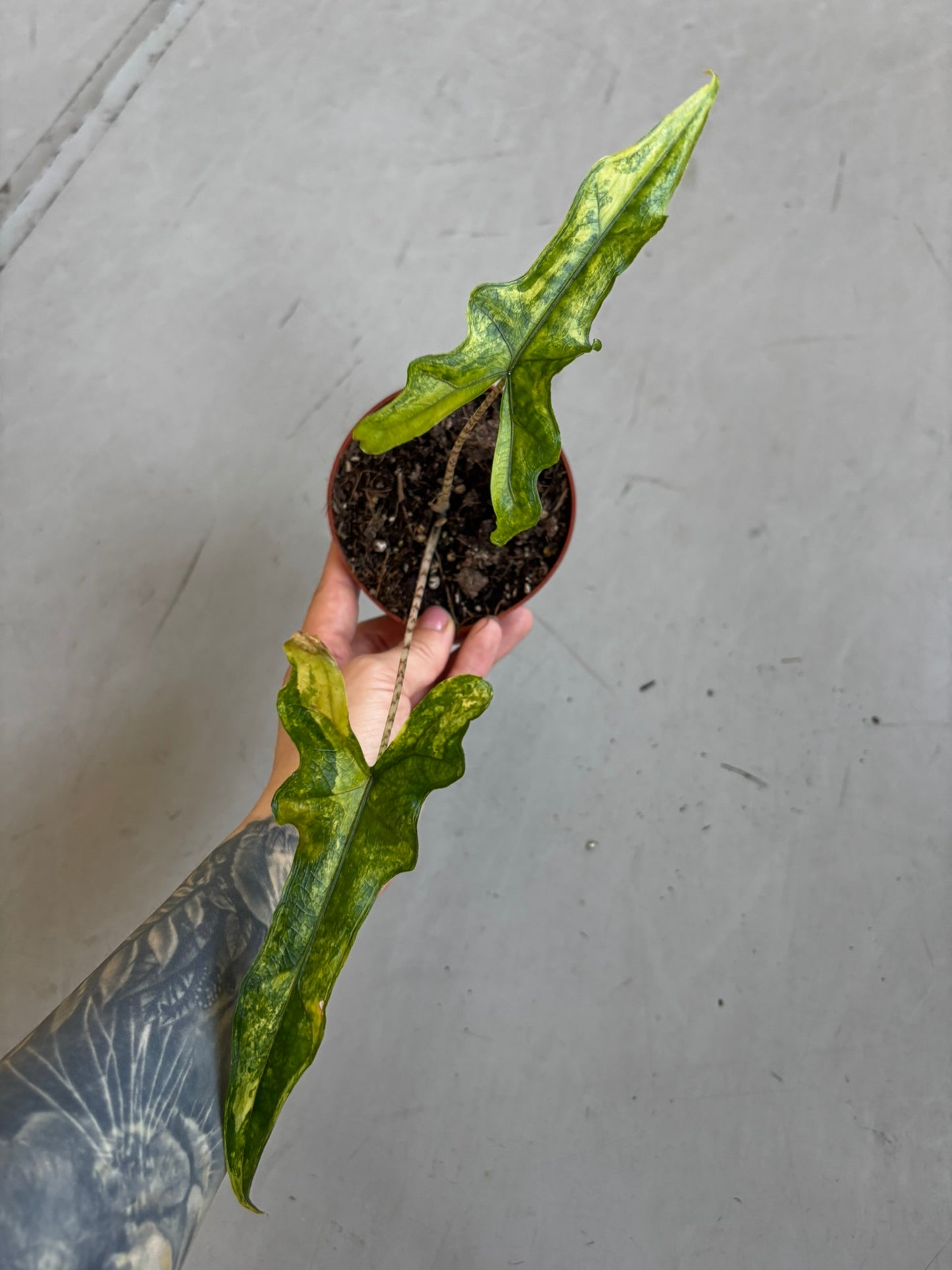 Alocasia Sabrina Aurea