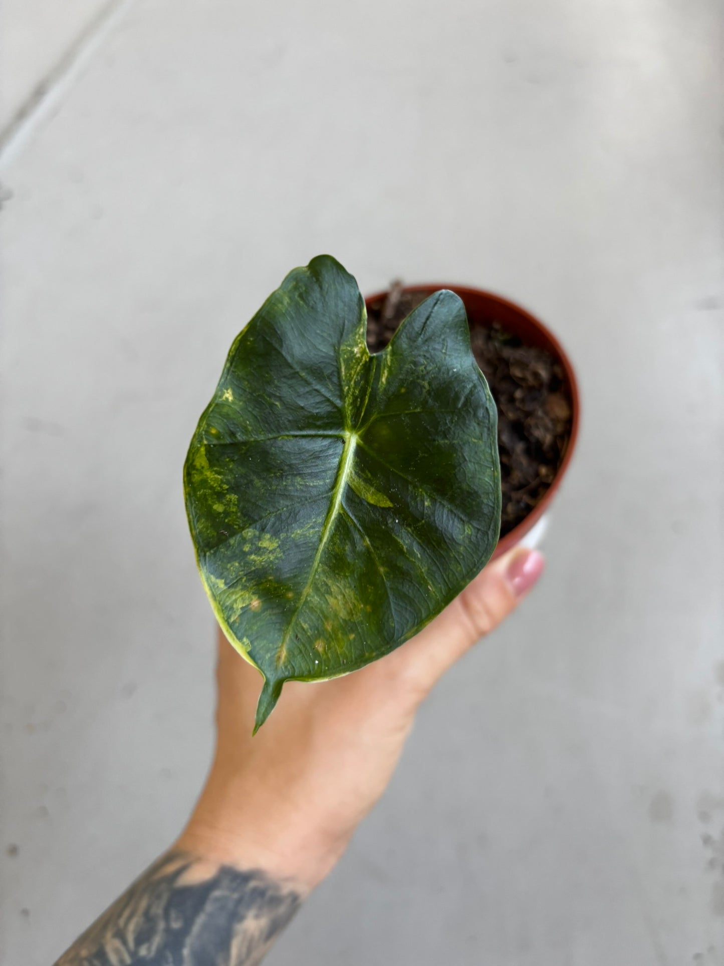 Alocasia Dorayaki Aurea