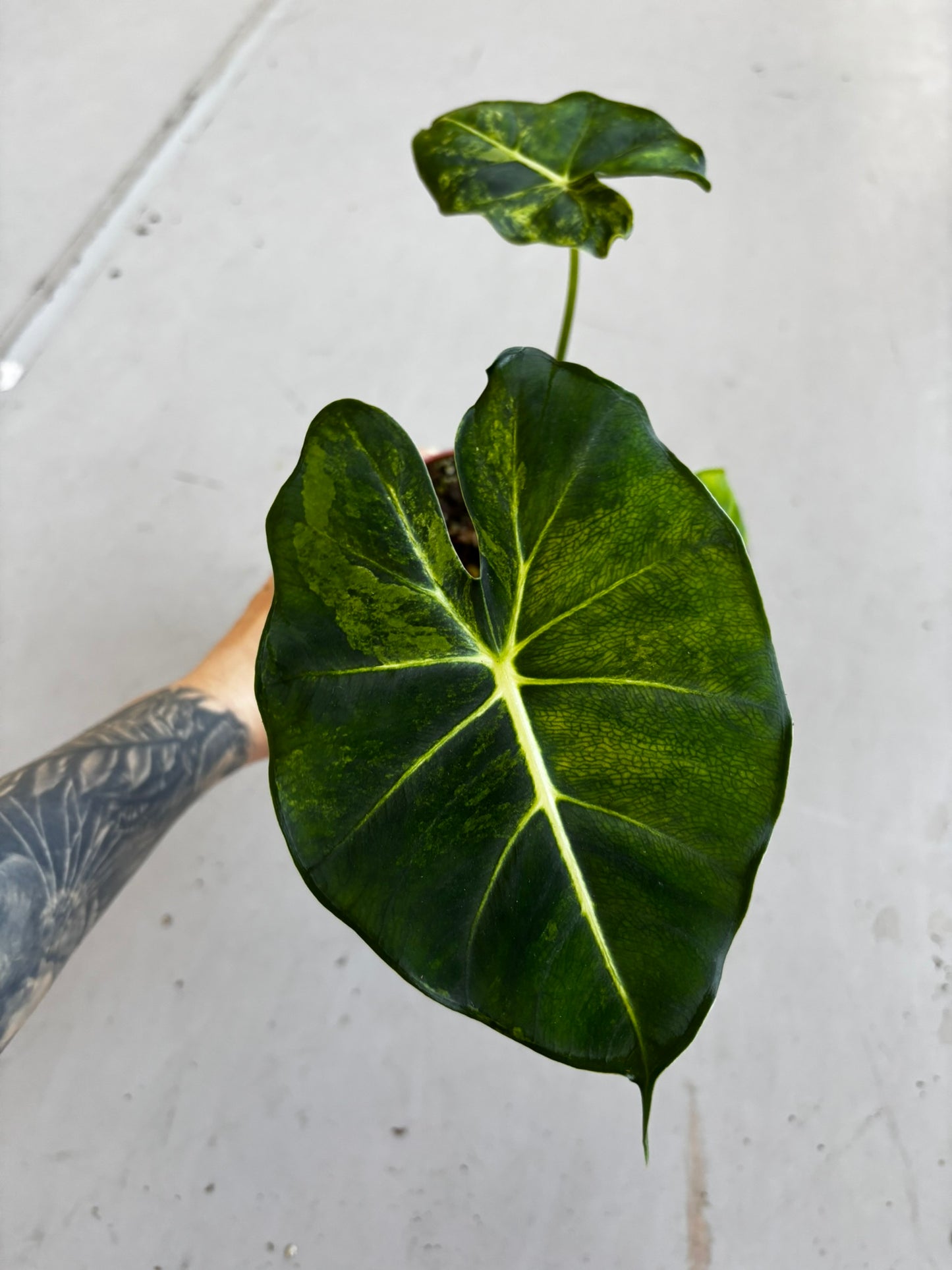 Alocasia Dorayaki Aurea
