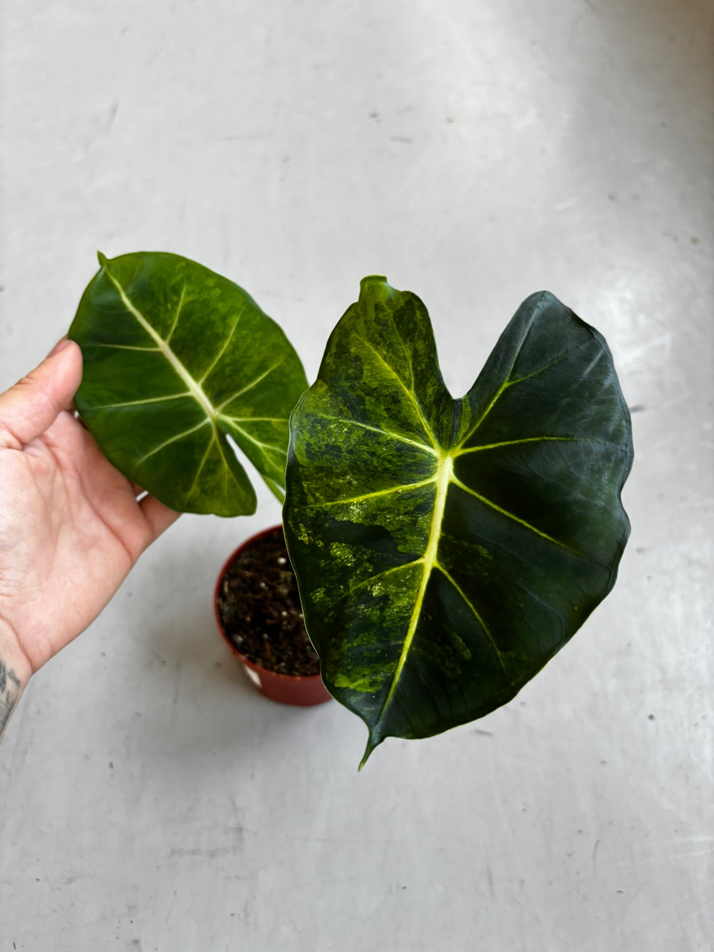 Alocasia Dorayaki Aurea