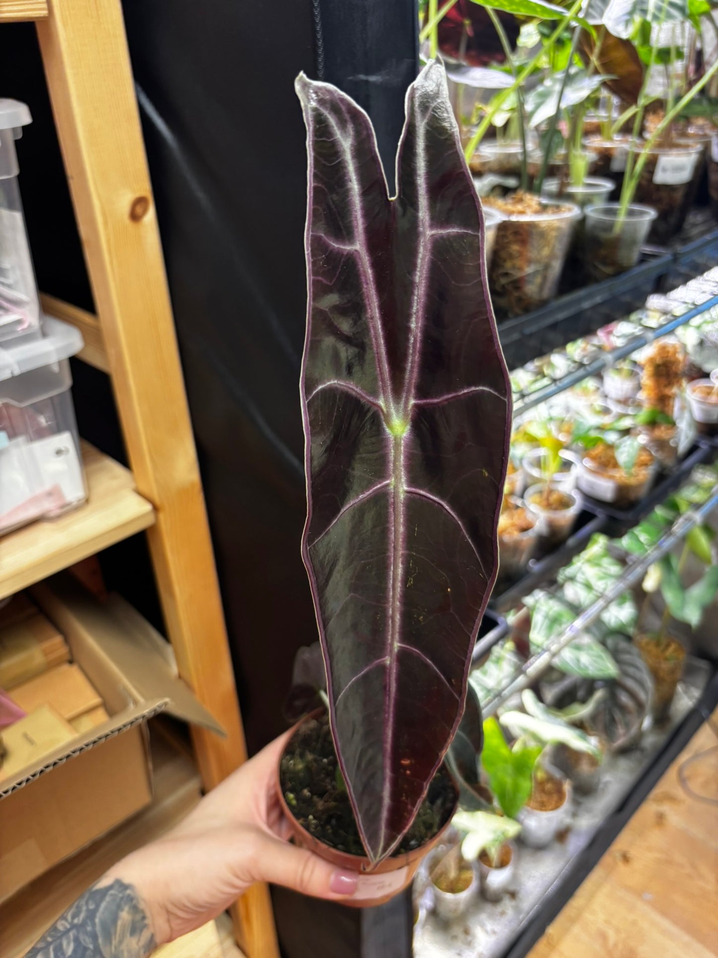 Alocasia Longiloba Purple