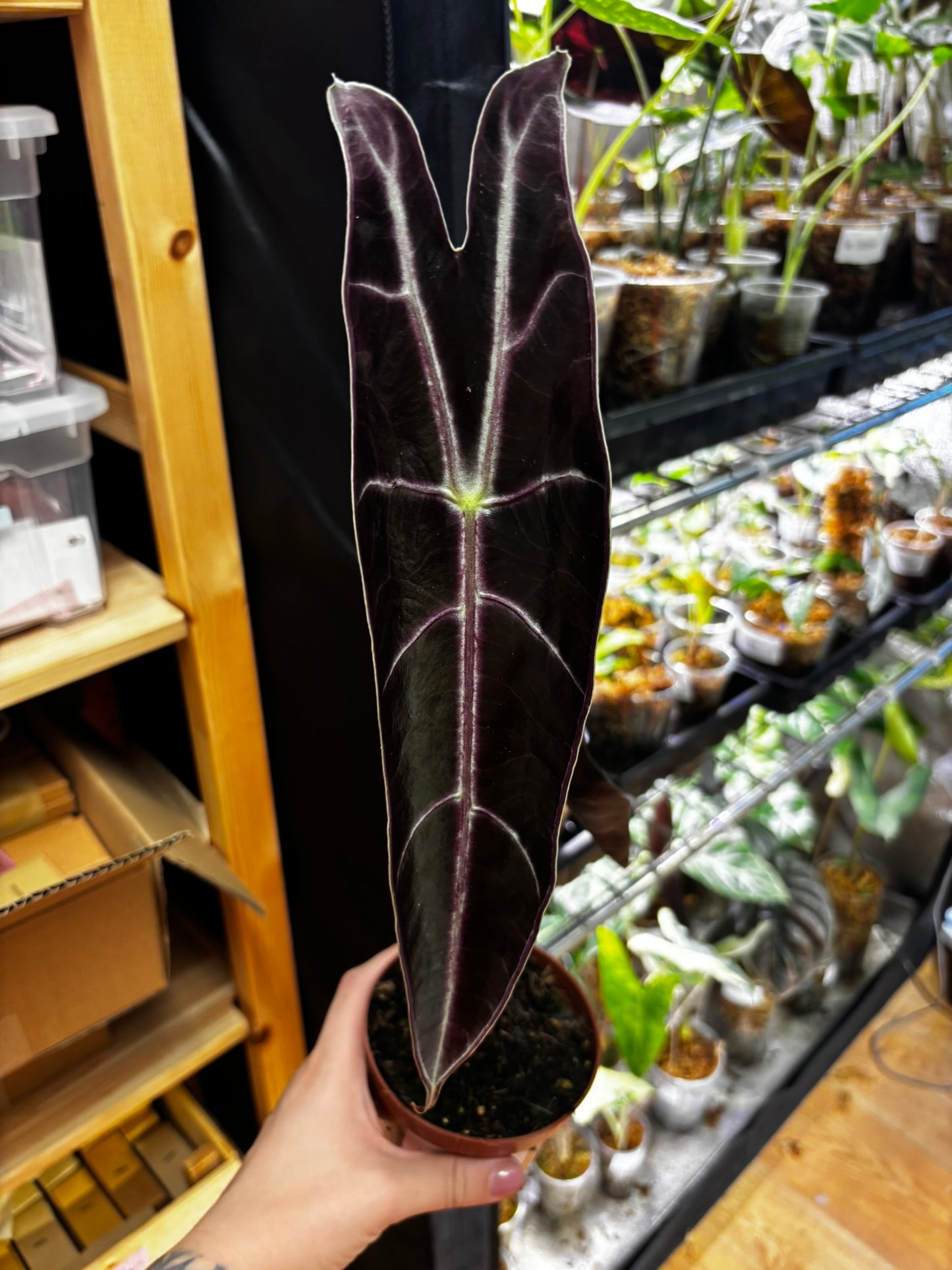Alocasia Longiloba Purple