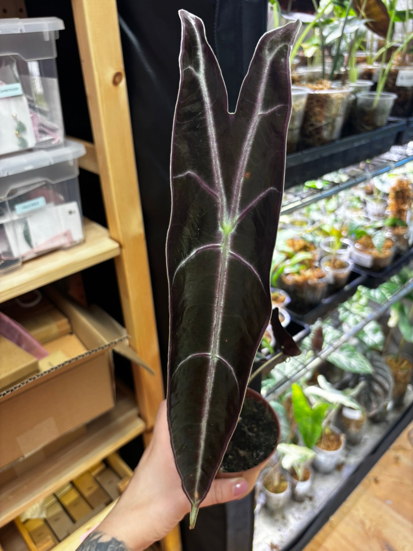 Alocasia Longiloba Purple
