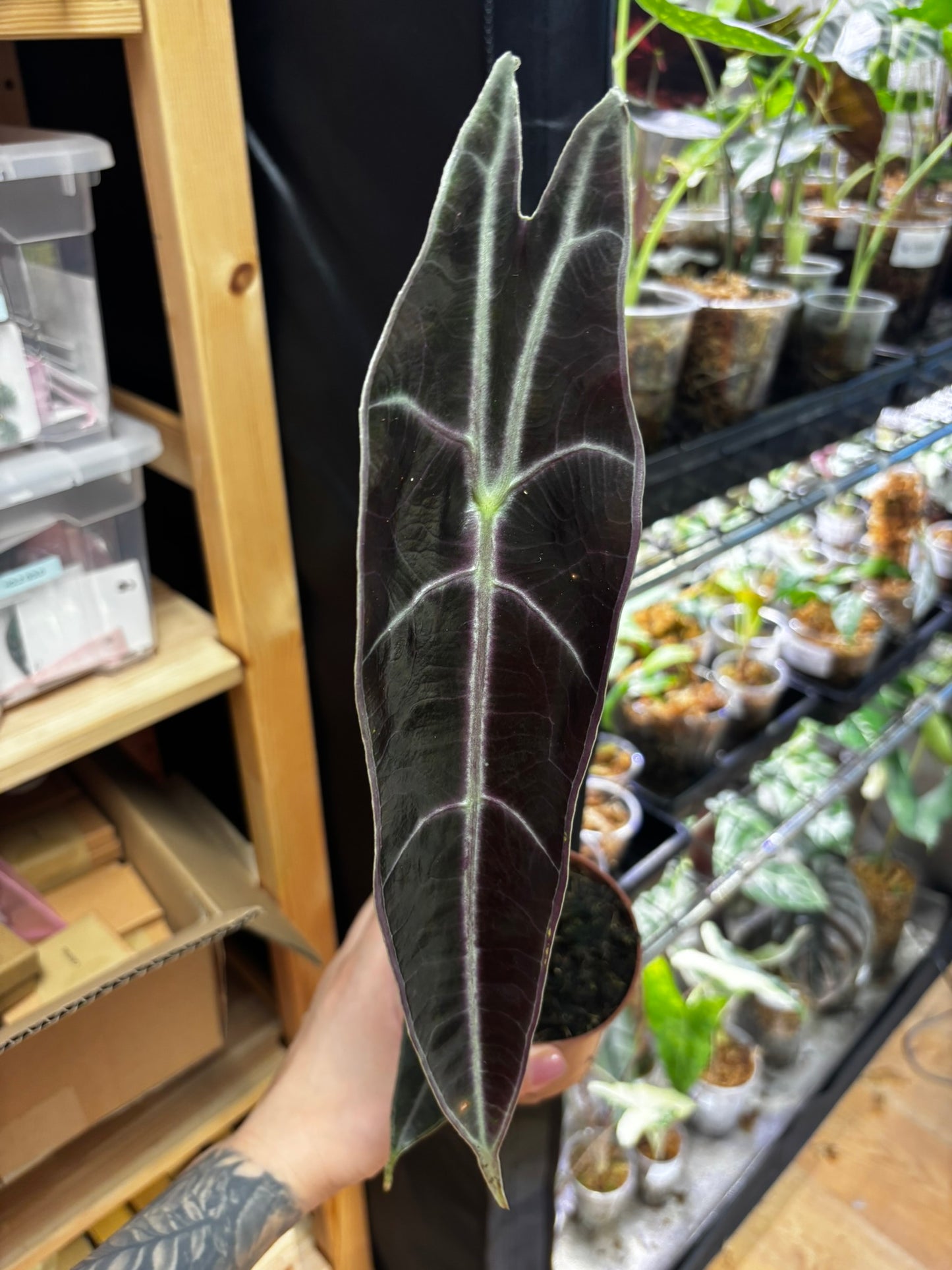 Alocasia Longiloba Purple