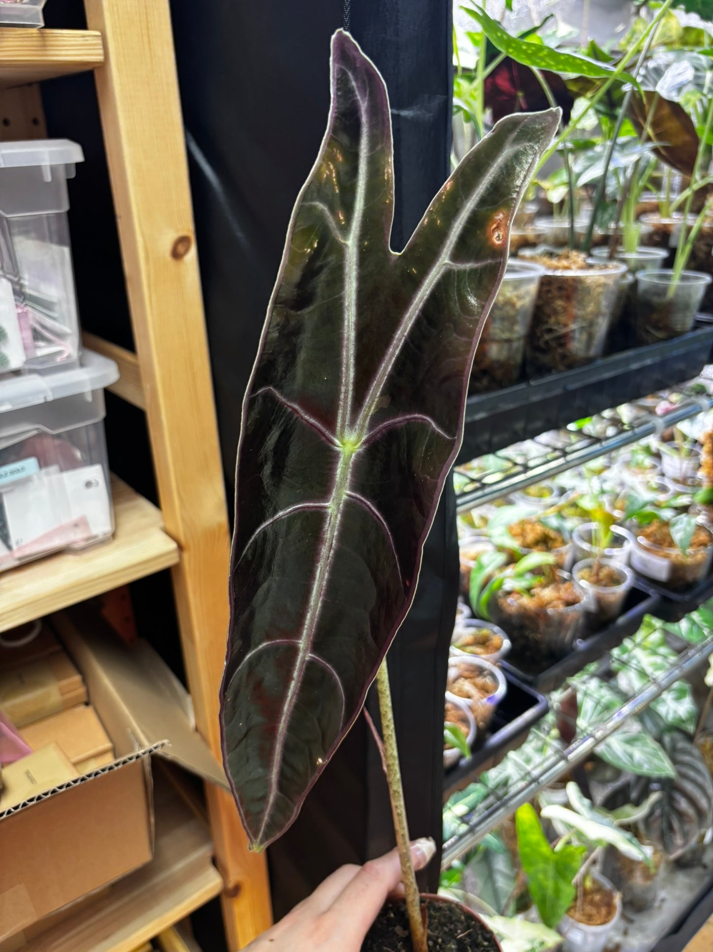 Alocasia Longiloba Purple