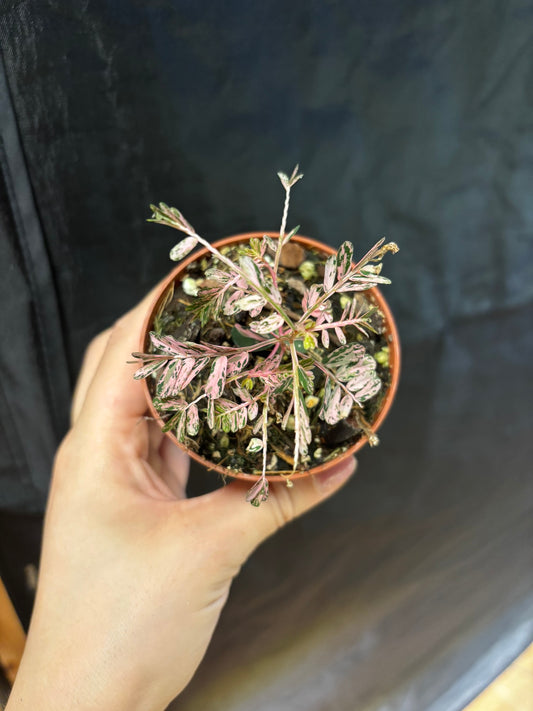 Phyllanthus Urinaria Pink Variegata