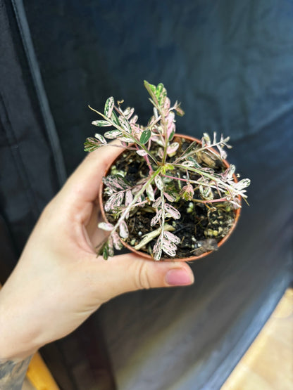 Phyllanthus Urinaria Pink Variegata