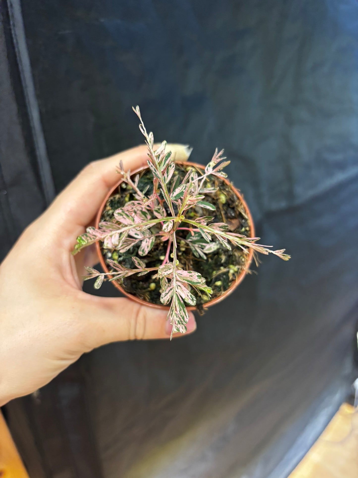 Phyllanthus Urinaria Pink Variegata