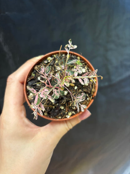 Phyllanthus Urinaria Pink Variegata