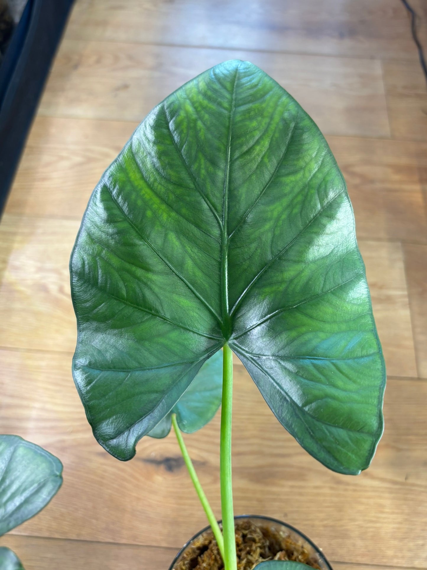 Rhizome d'Alocasia Sarian Albo