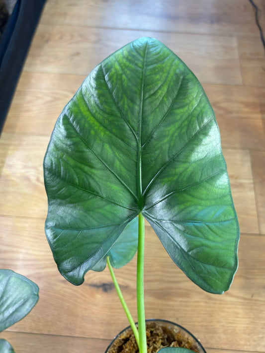Alocasia Rhizome Sarian Albo