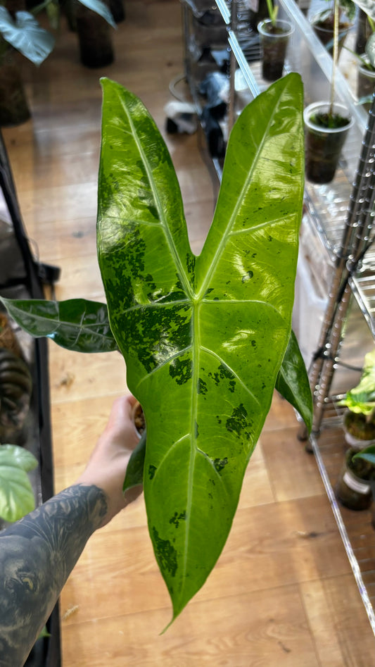 Alocasia Rhizom Longiloba Lemon Lime