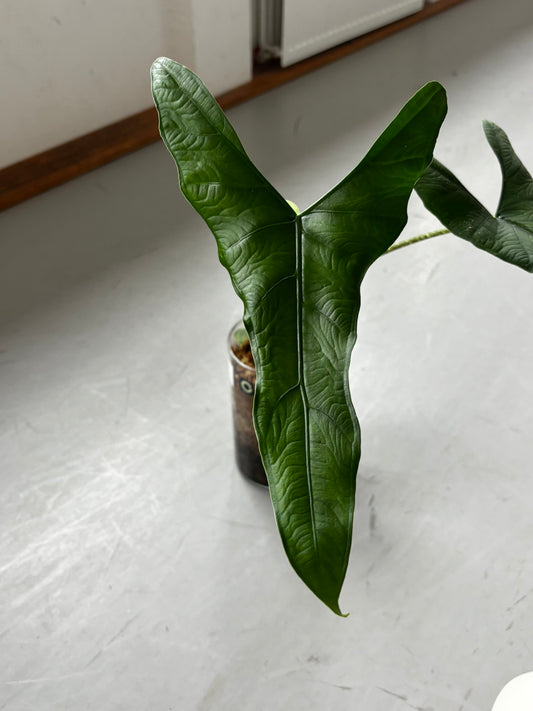 Alocasia Rhizom sp Berau