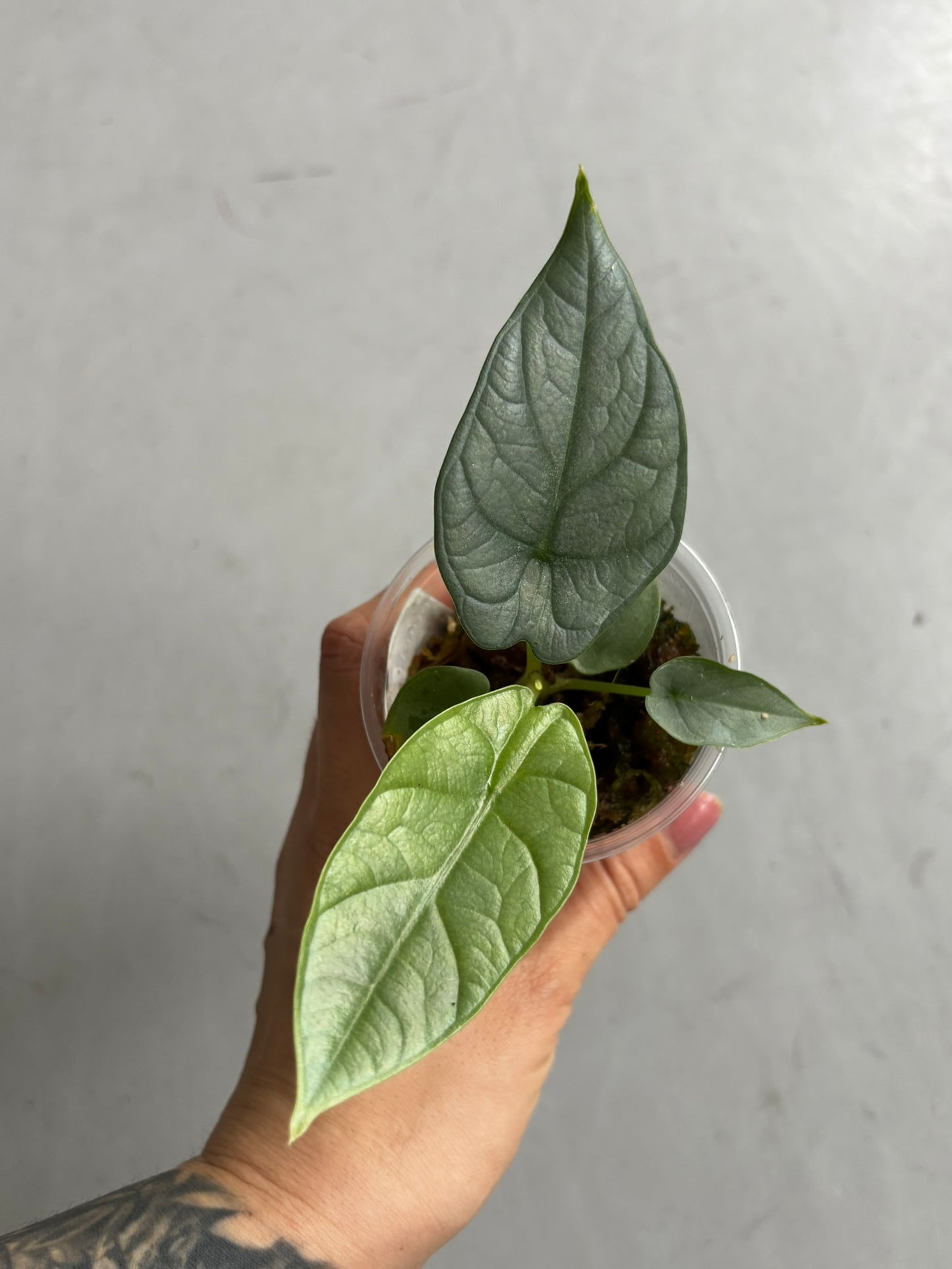 Alocasia Red Grey #2