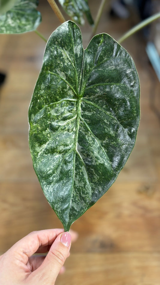 Rhizome d'Alocasia Sarian Albo