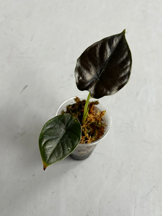 Alocasia Black Magic