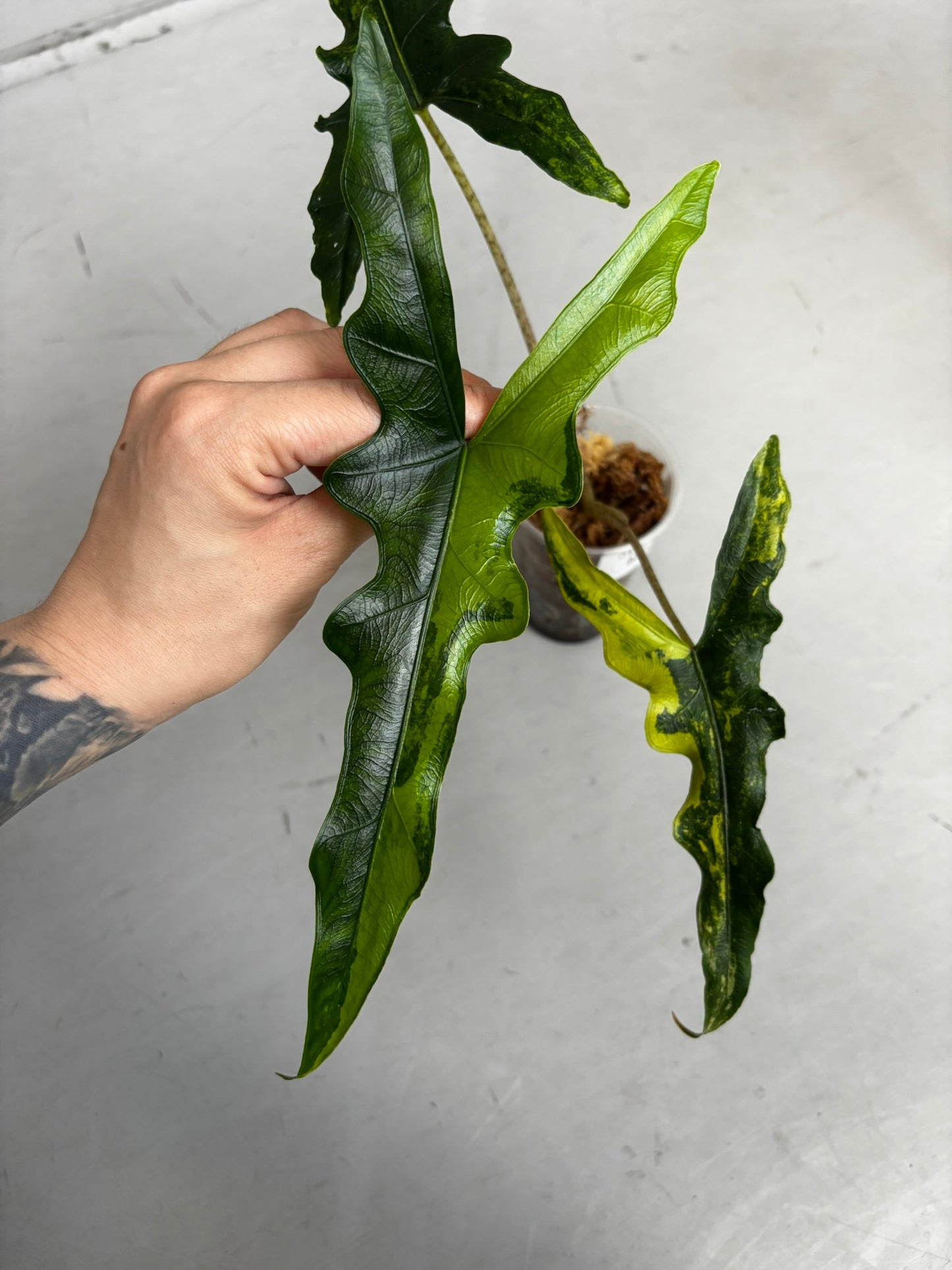 Alocasia Rhizom Sabrina Aurea