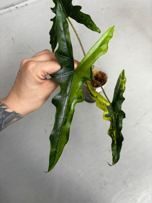 Alocasia Rhizom Sabrina Aurea