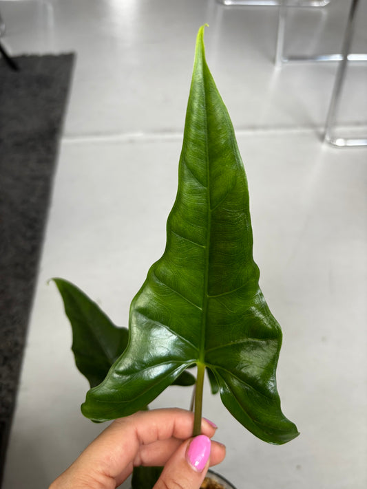 Alocasia Rhizom Surigaoensis
