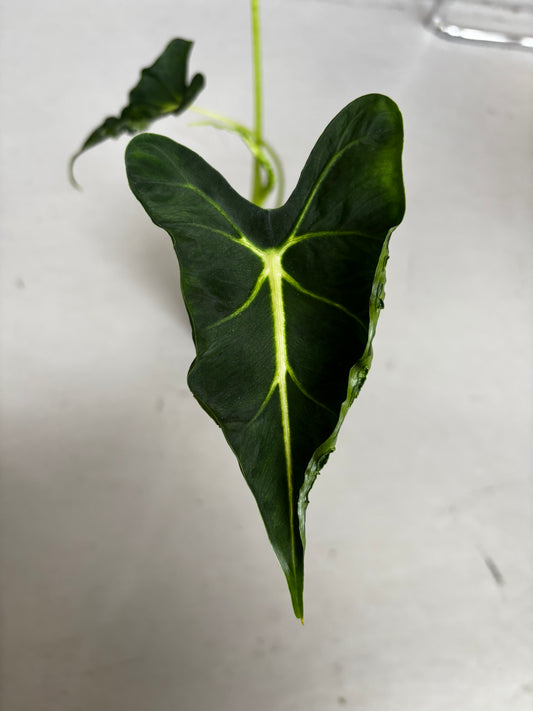 Alocasia Rhizom Frydek Tattoo