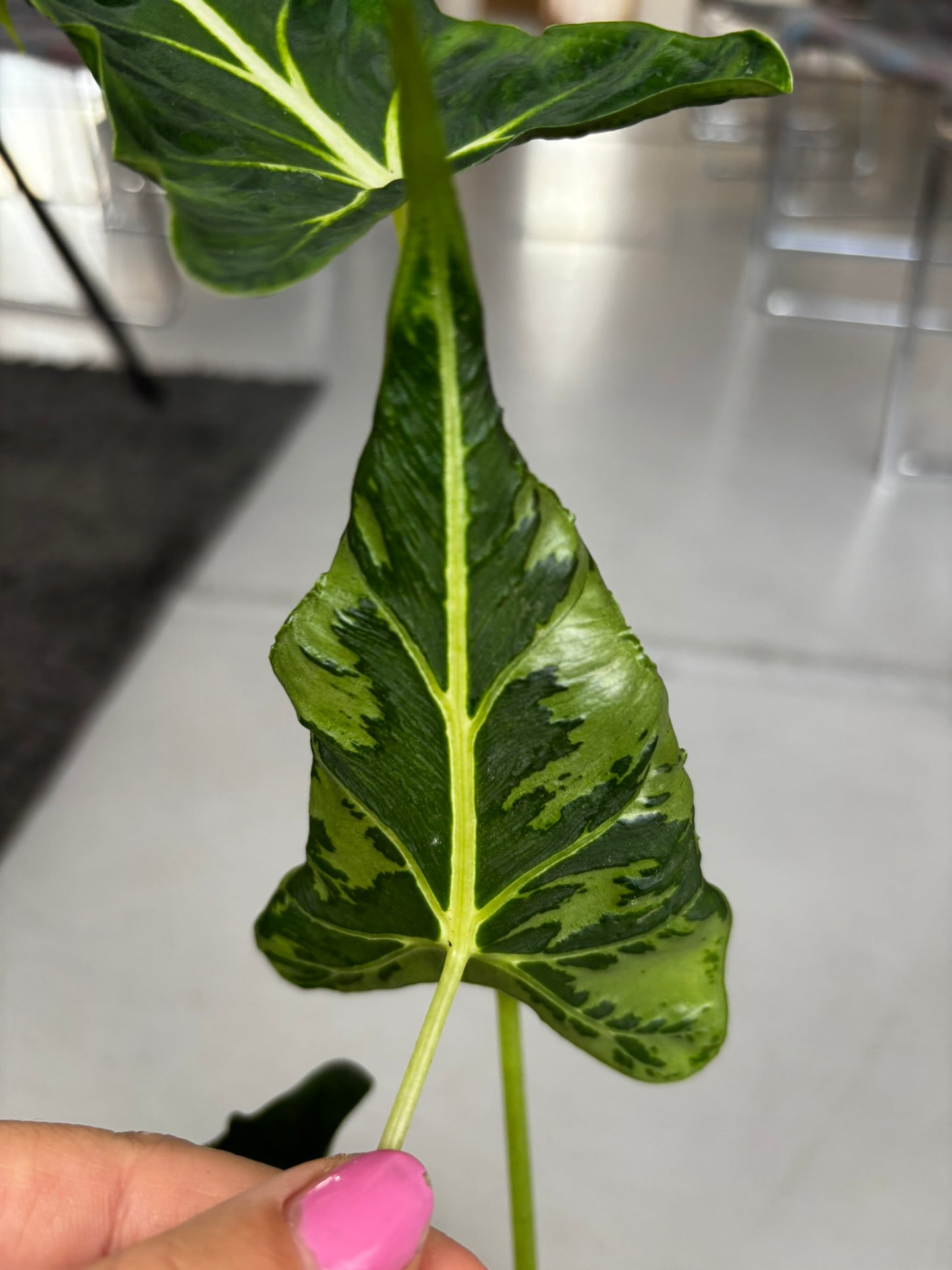 Alocasia Rhizom Frydek Tattoo