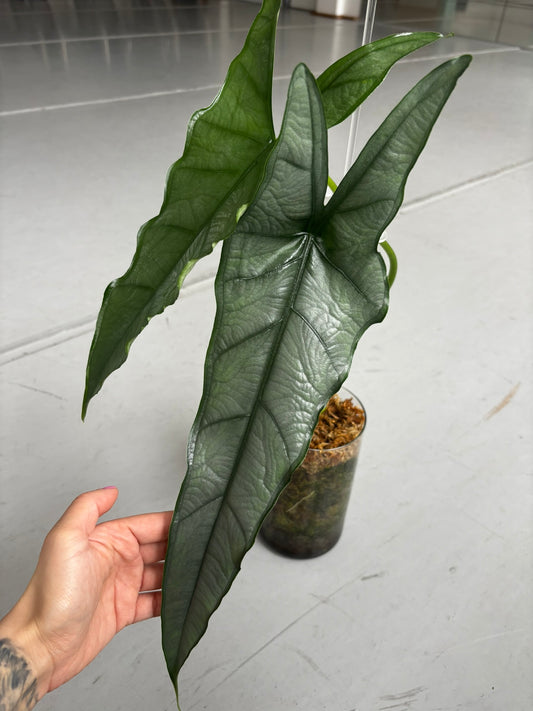 Alocasia Rhizom Heterophylla