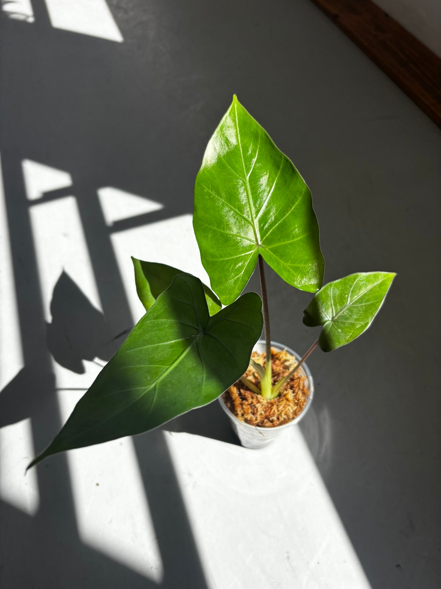 Alocasia Metalhead