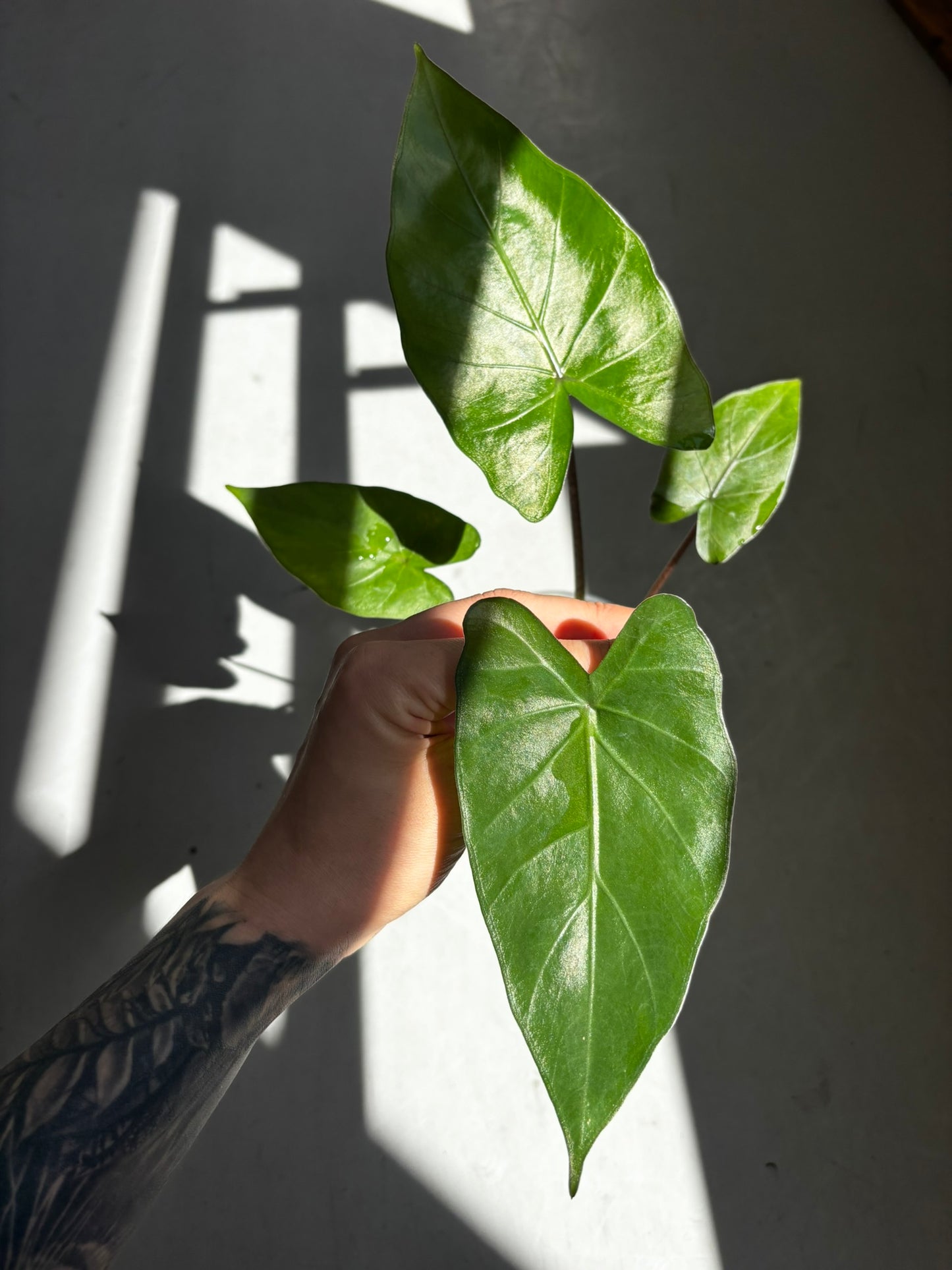 Alocasia Metalhead