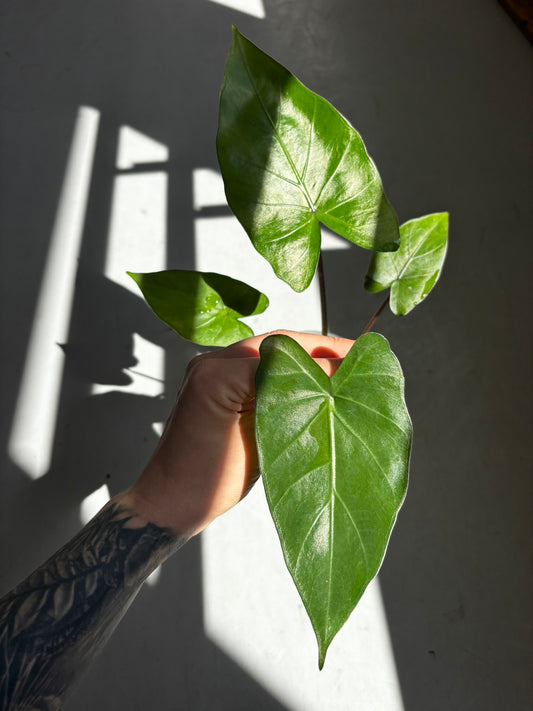 Alocasia Metalhead