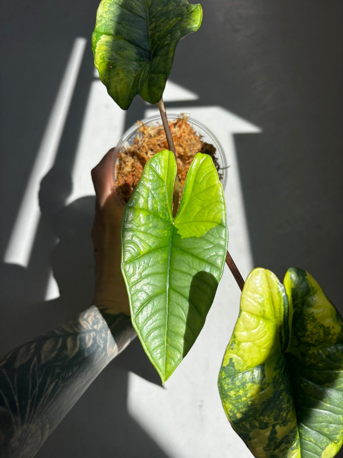 Alocasia Platinum Aurea