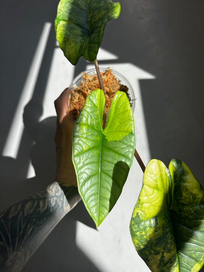 Alocasia Platinum Aurea