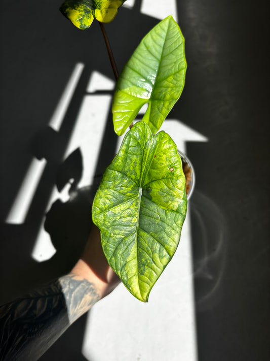 Alocasia Platinum Aurea