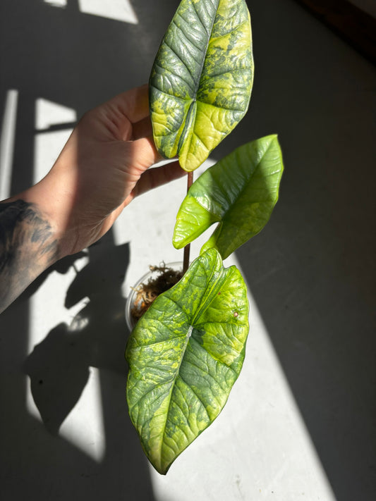 Alocasia Platinum Aurea