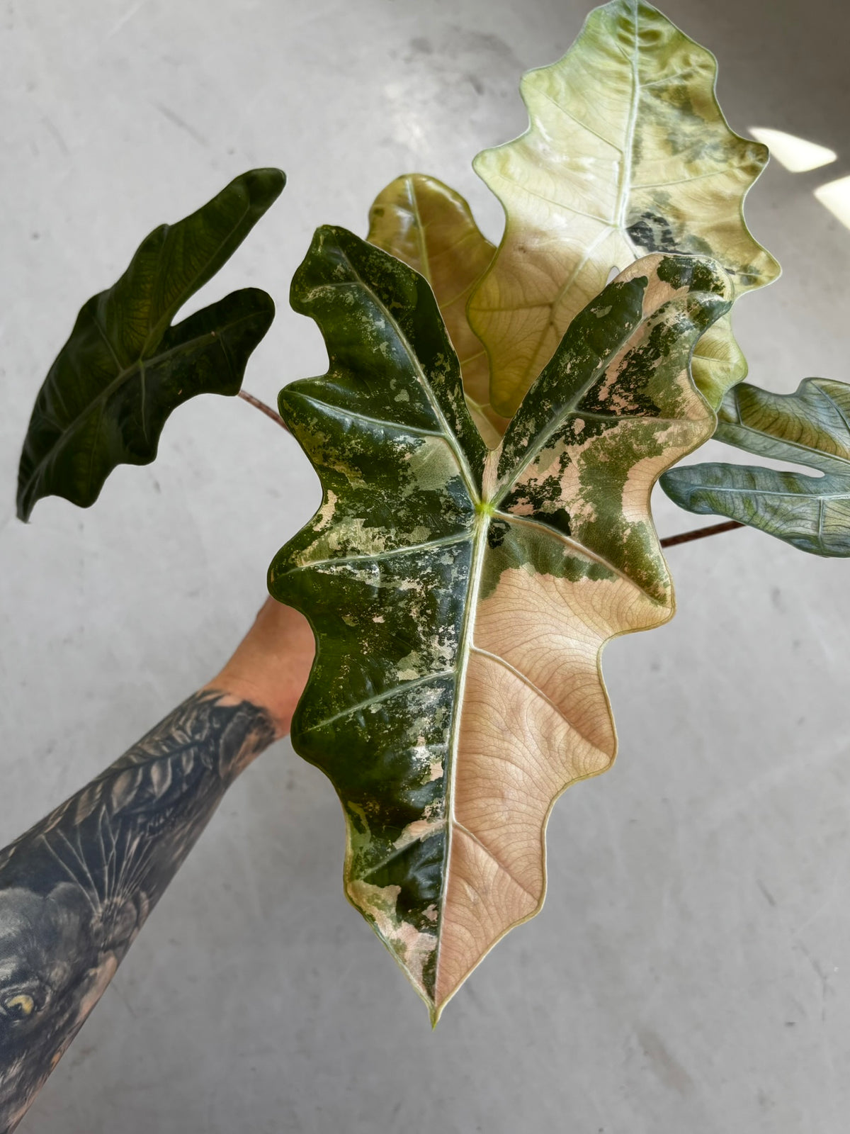 Alocasia Pseudo Sanderiana Pink/Aurea