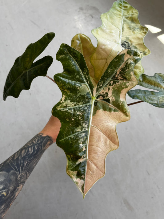 Alocasia Pseudo Sanderiana Pink/Aurea