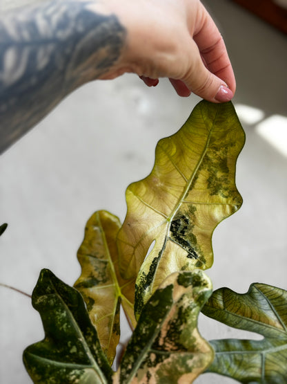 Alocasia Pseudo Sanderiana Pink/Aurea