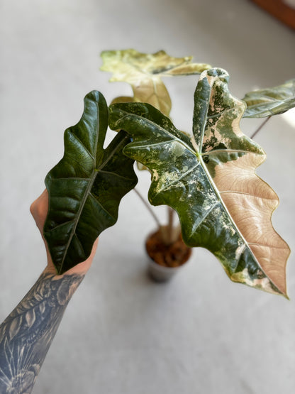 Alocasia Pseudo Sanderiana Pink/Aurea
