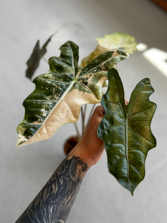 Alocasia Pseudo Sanderiana Pink/Aurea