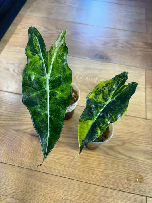 Alocasia Amazonica Aurea