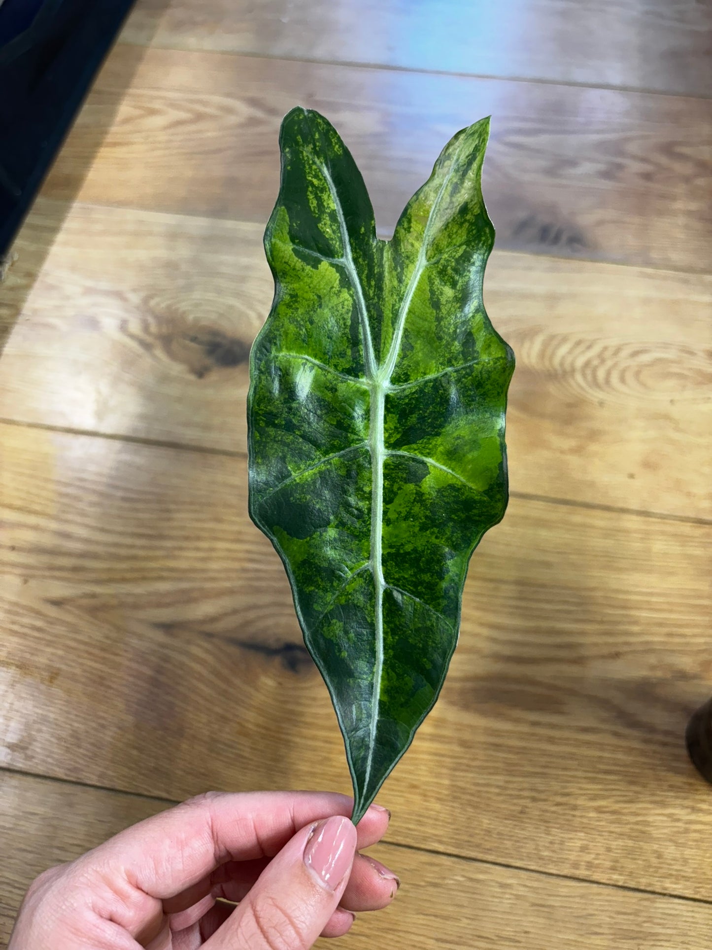 Alocasia Amazonica Aurea