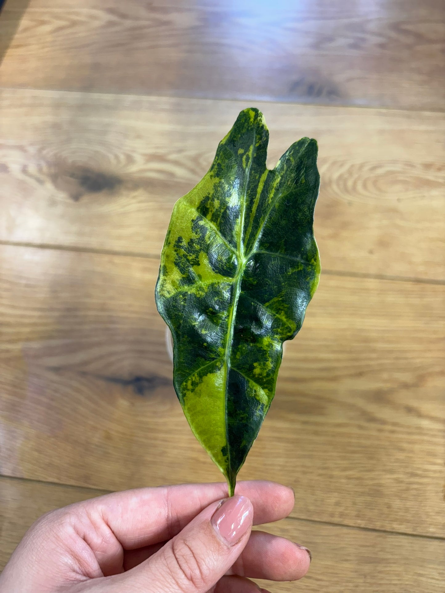 Alocasia Amazonica Aurea