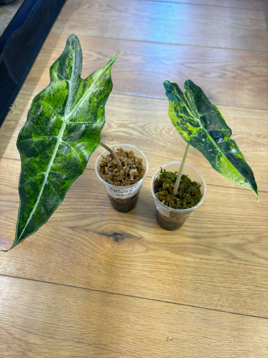 Alocasia Amazonica Aurea