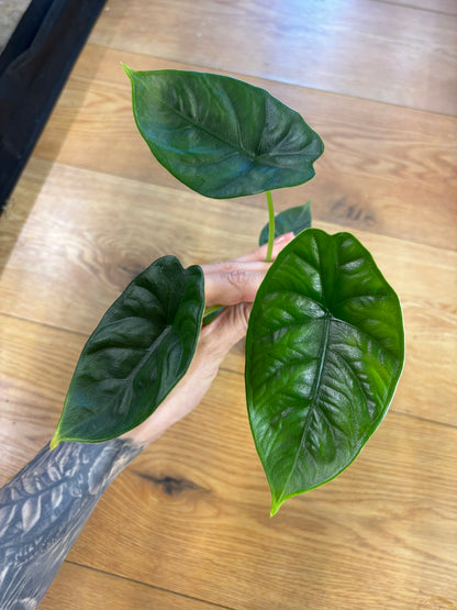 Alocasia Puncak Borneensis